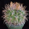 Ferocactus_ fordii